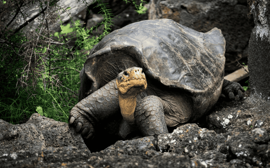 Galápagos